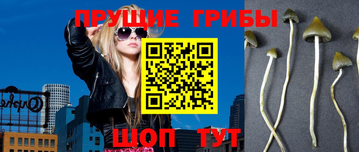 Галлюциногенные грибы Psilocybine cubensis Кропоткин
